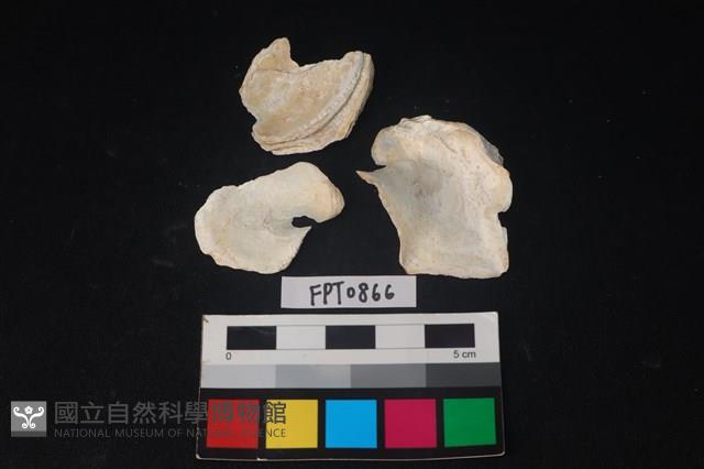 貝殼藏品圖，第2張