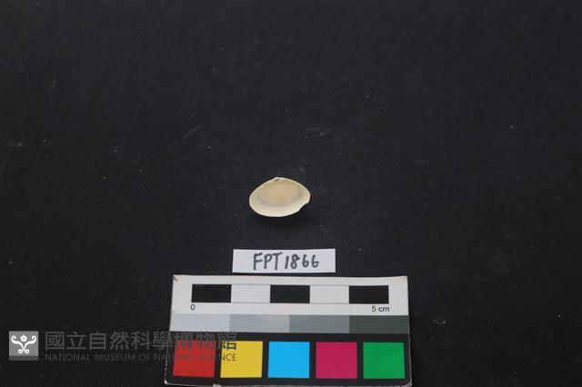 貝殼藏品圖，第2張