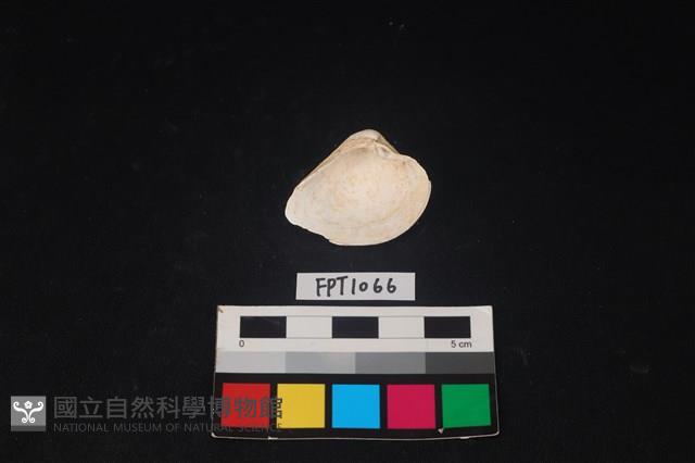 貝殼藏品圖，第2張