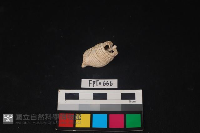 貝殼藏品圖，第2張