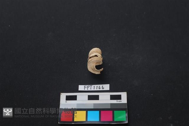 貝殼藏品圖，第2張