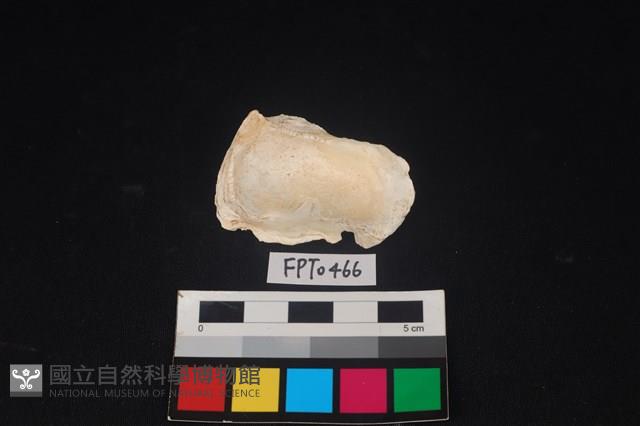 貝殼藏品圖，第2張