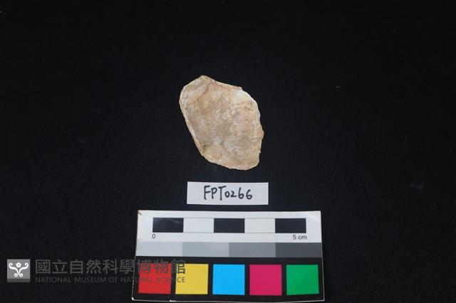 貝殼藏品圖，第2張