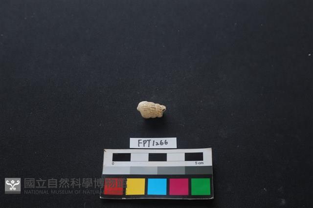 貝殼藏品圖，第2張