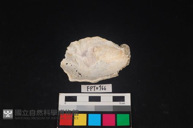 貝殼藏品圖，第2張