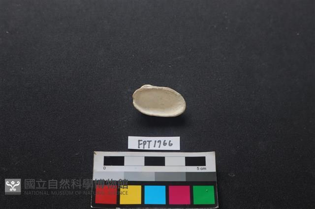 貝殼藏品圖，第2張