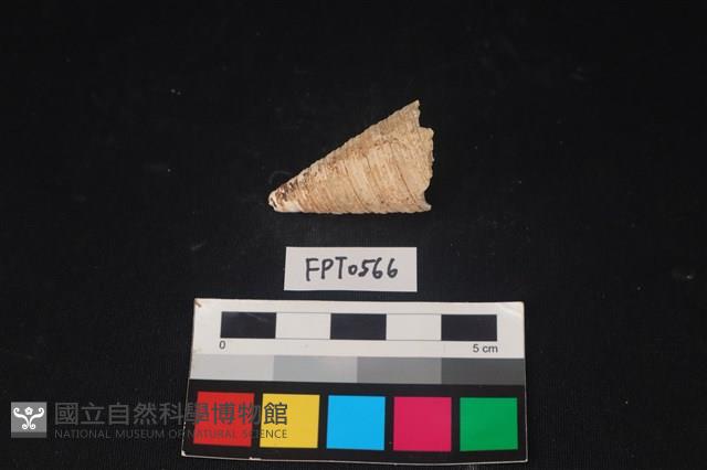 貝殼藏品圖，第2張