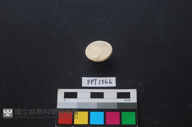 貝殼藏品圖，第2張