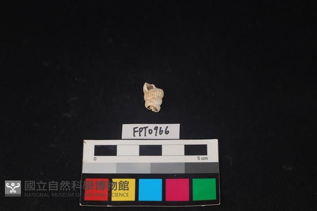 貝殼藏品圖，第2張