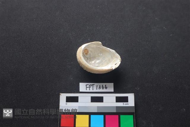 貝殼藏品圖，第2張