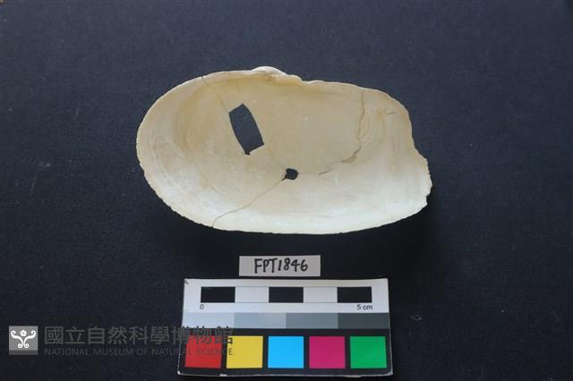 貝殼藏品圖，第2張