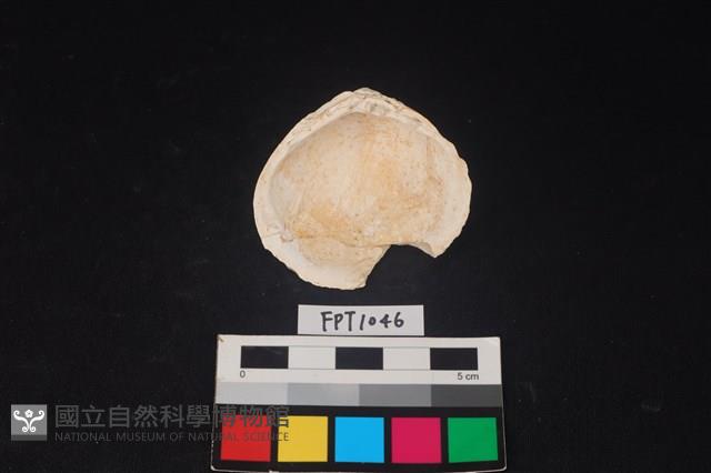 貝殼藏品圖，第2張