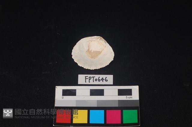 貝殼藏品圖，第2張