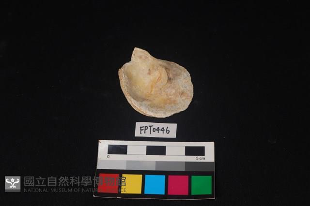 貝殼藏品圖，第2張