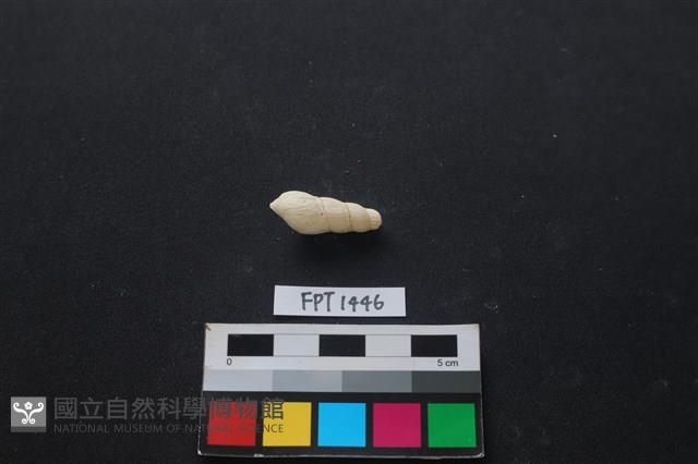 貝殼藏品圖，第2張