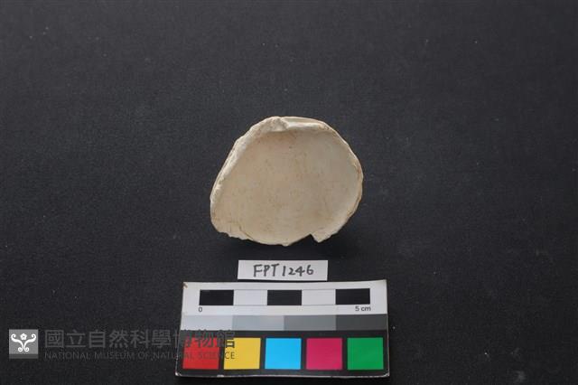 貝殼藏品圖，第2張