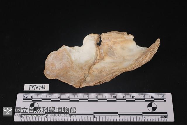 貝殼藏品圖，第2張