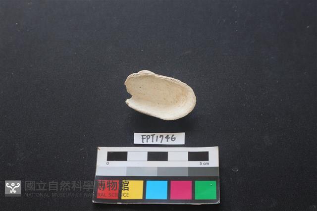 貝殼藏品圖，第2張