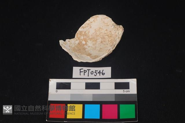 貝殼藏品圖，第2張