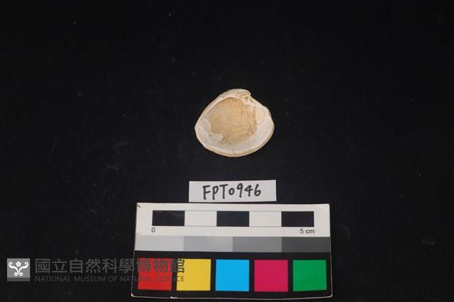 貝殼藏品圖，第2張