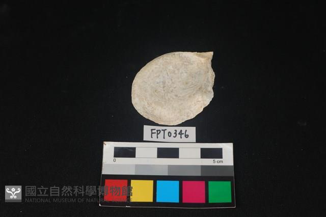 貝殼藏品圖，第2張
