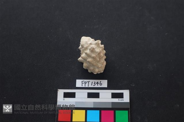 貝殼藏品圖，第2張