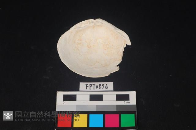 貝殼藏品圖，第2張