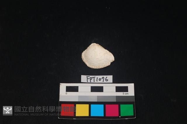 貝殼藏品圖，第2張