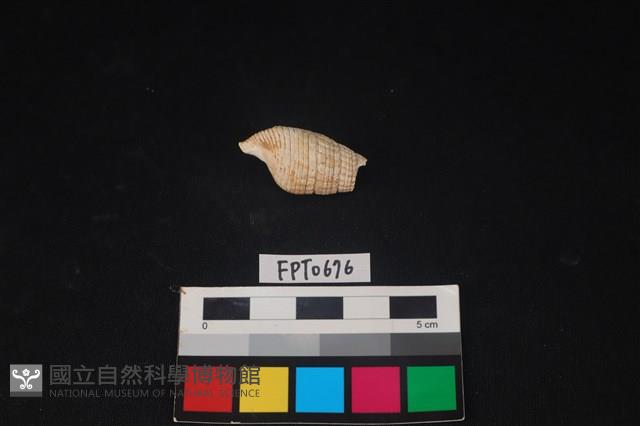 貝殼藏品圖，第2張