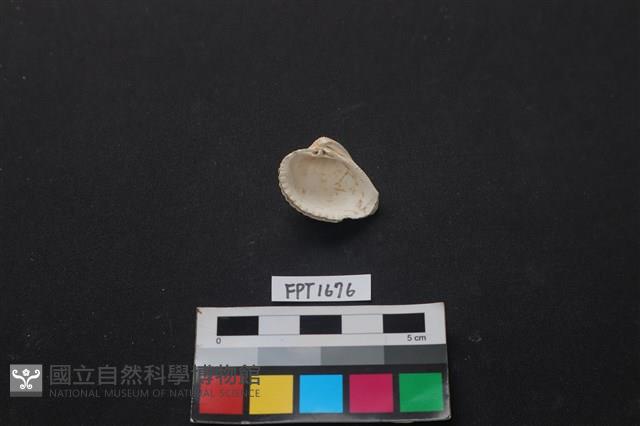 貝殼藏品圖，第2張