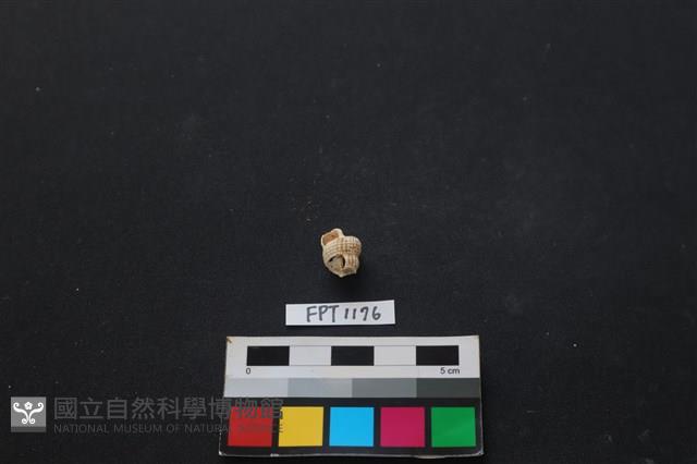 貝殼藏品圖，第2張