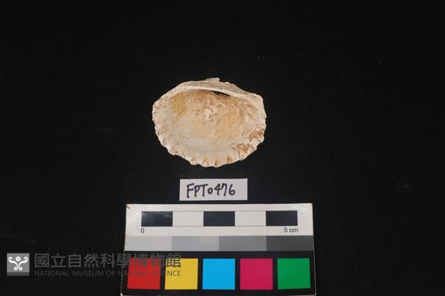 貝殼藏品圖，第2張