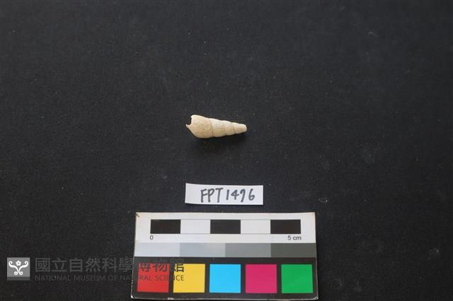 貝殼藏品圖，第2張