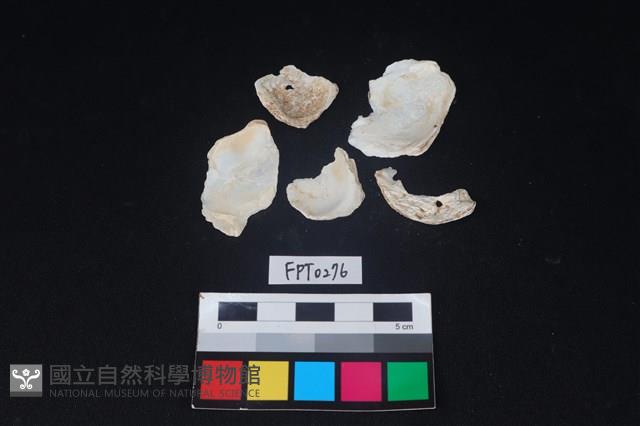 貝殼藏品圖，第2張