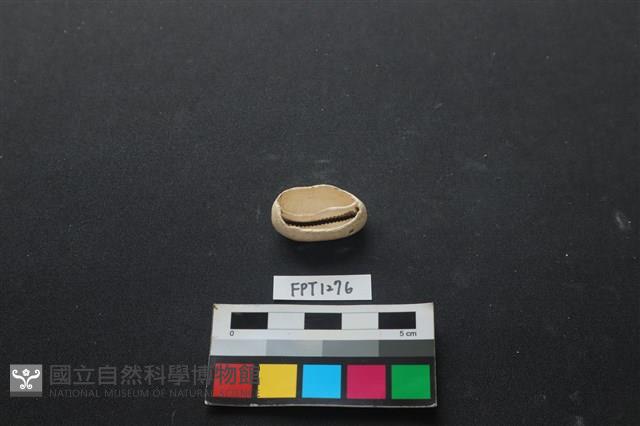 貝殼藏品圖，第2張