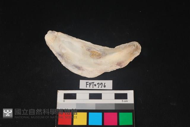 貝殼藏品圖，第2張