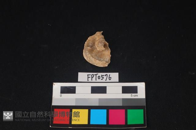 貝殼藏品圖，第2張
