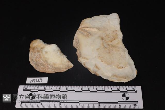貝殼藏品圖，第2張