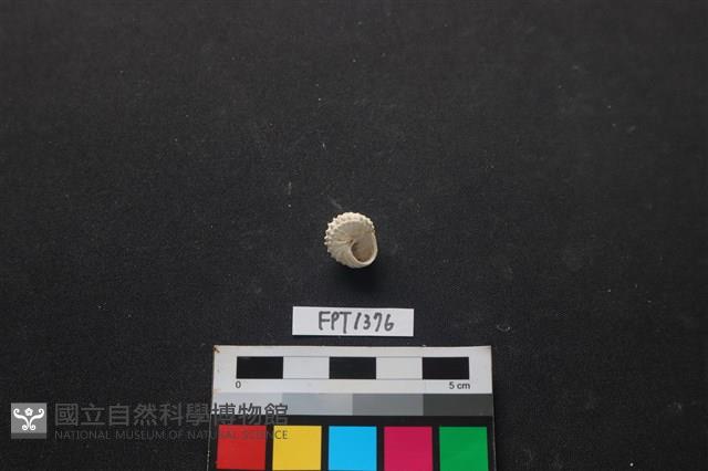 貝殼藏品圖，第2張