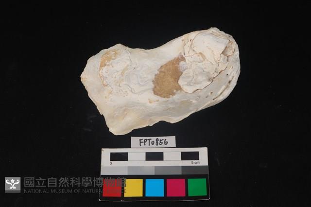 貝殼藏品圖，第2張