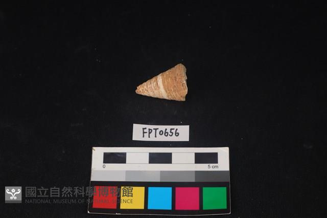 貝殼藏品圖，第2張
