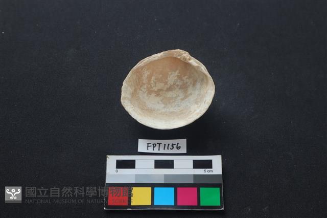 貝殼藏品圖，第2張