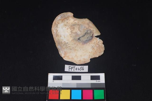 貝殼藏品圖，第2張
