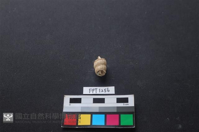 貝殼藏品圖，第2張