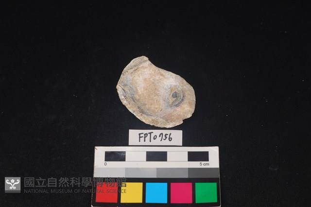 貝殼藏品圖，第2張