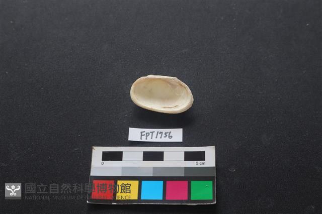 貝殼藏品圖，第2張