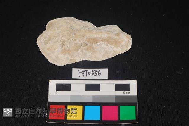 貝殼藏品圖，第2張