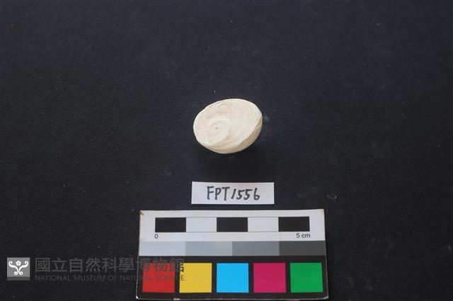 貝殼藏品圖，第2張