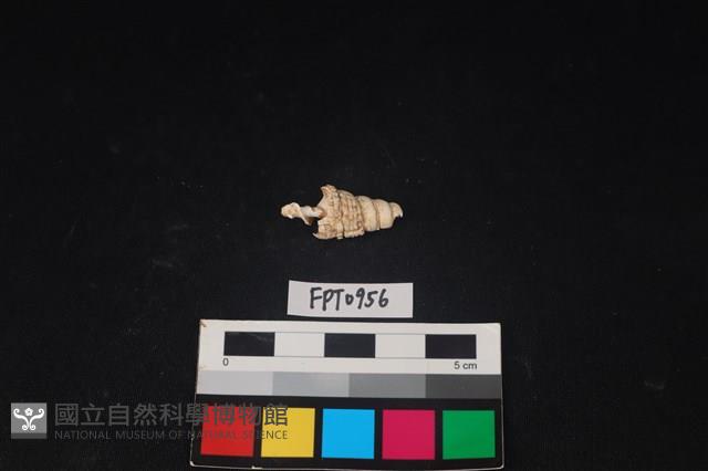 貝殼藏品圖，第2張