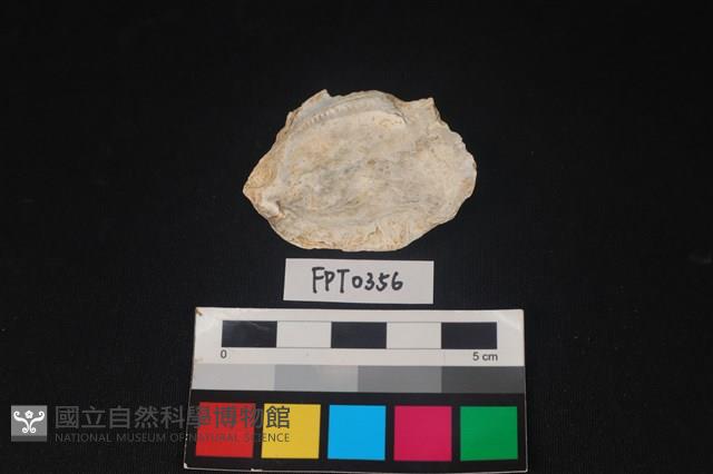 貝殼藏品圖，第2張